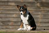 BASENJI 170